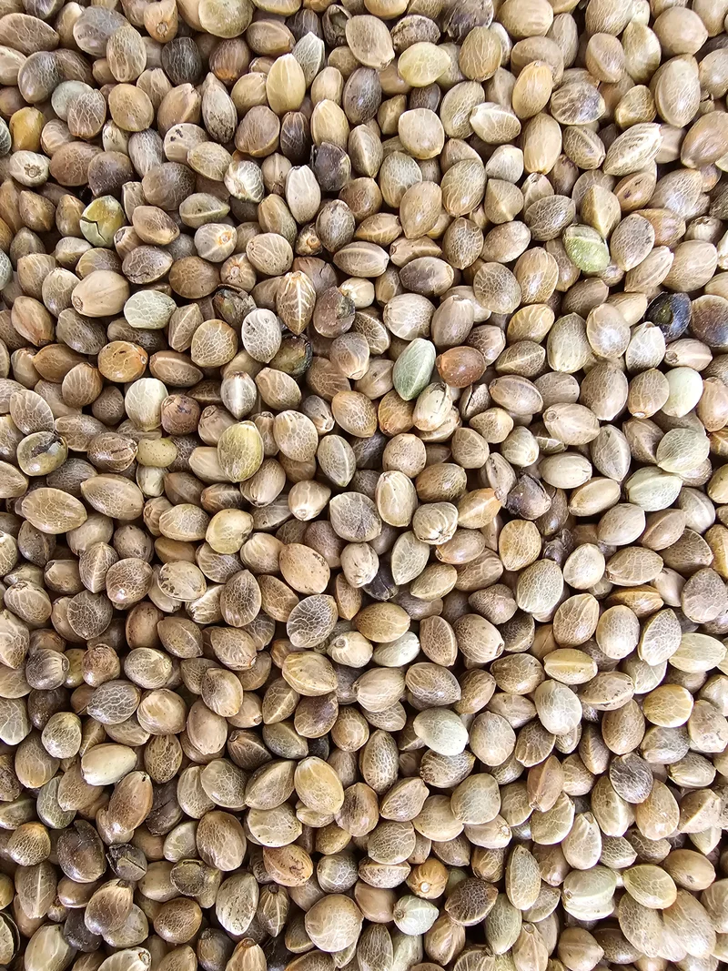 Semi di canapa Monster Fisherman 1 kg "Alto tasso di germinazione" - "VADIGRAN" (pesca)