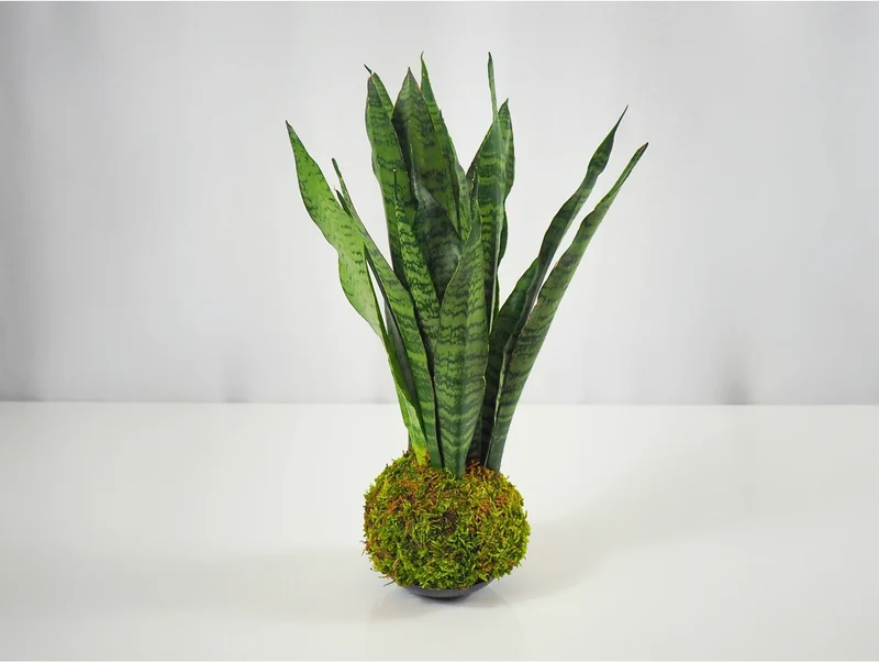 Sansevieria Zeylanica Kokedama