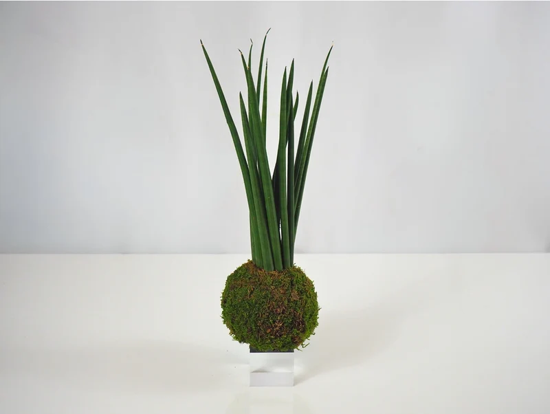 Sansevieria Cylindrica kokedama