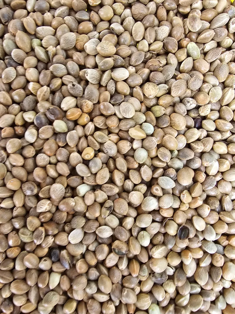 Semi di canapa Monster Fisherman 15 kg "Alto tasso di germinazione" - "VADIGRAN" (pesca)