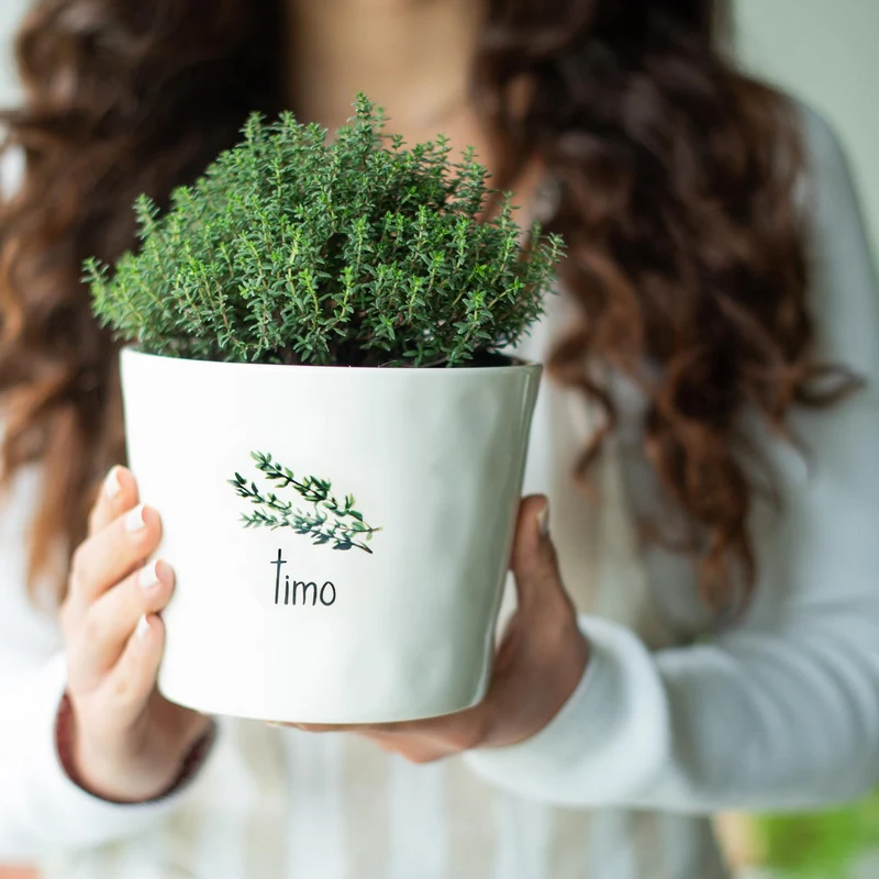 Vaso Timo, con sottovaso