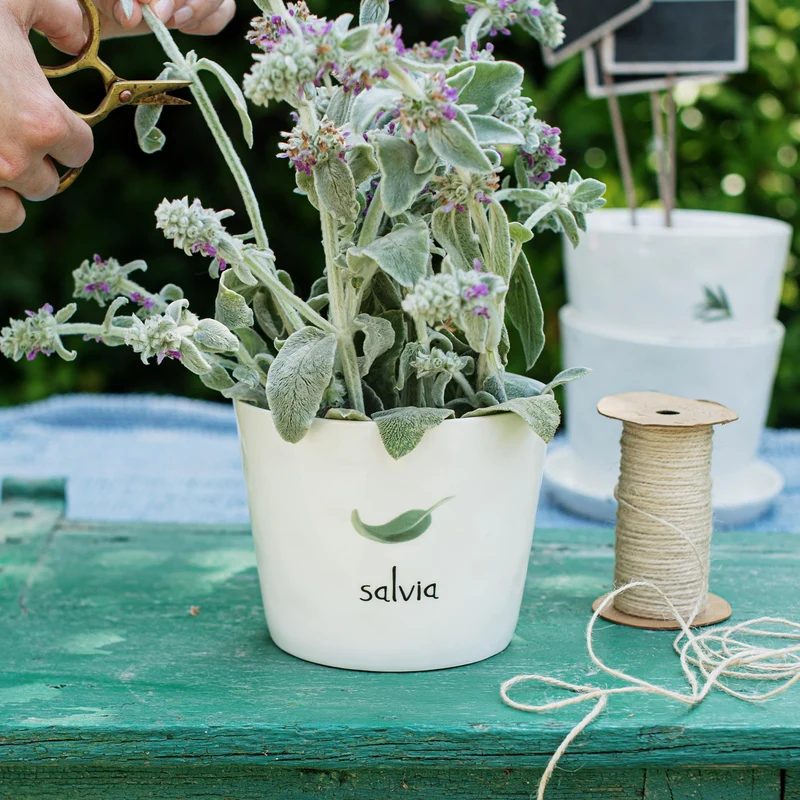 Vaso Salvia, con sottovaso