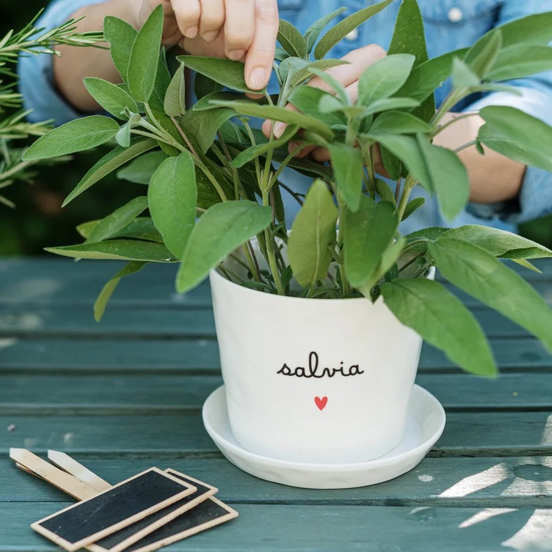 Vaso Salvia Cuore, con sottovaso